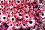 bloemen en planten vvbvanbree     1103